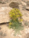 Ferula persica