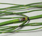 Equisetum ramosissimum