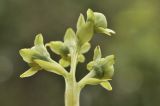 Pyrola japonica