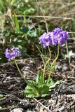 Primula algida