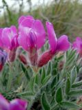 Oxytropis ampullata. Листья и соцветие. Казахстан, Карагандинская обл., Осакаровский р-н; горы Ерментау (Ерейментау), подножье горы Акдым (Акдин), петрофитная степь. 07.05.2012.