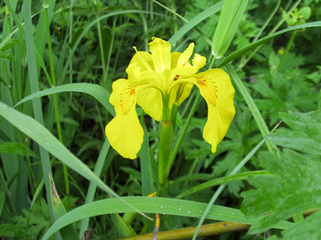 Изображение особи Iris pseudacorus.