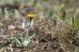 Pilosella officinarum. Цветущее растение. Ленинградская обл., Лужский р-н, окр. оз. Лебевое, сосновый бор. 11.06.2023.