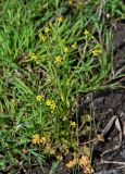 Ranunculus sceleratus