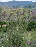 Cirsium ciliatum