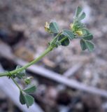 род Medicago. Верхушка цветущего побега. Абхазия, Гагрский р-н, с. Лдзаа, галечно-песчаный пляж. 11.04.2024.