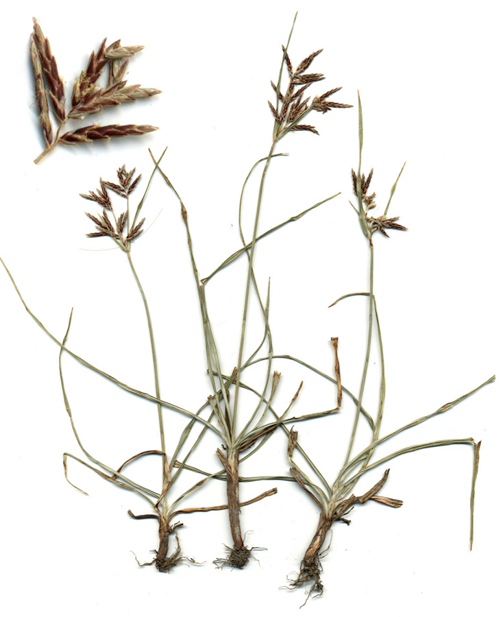 Изображение особи Cyperus rotundus.