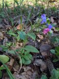 Pulmonaria obscura