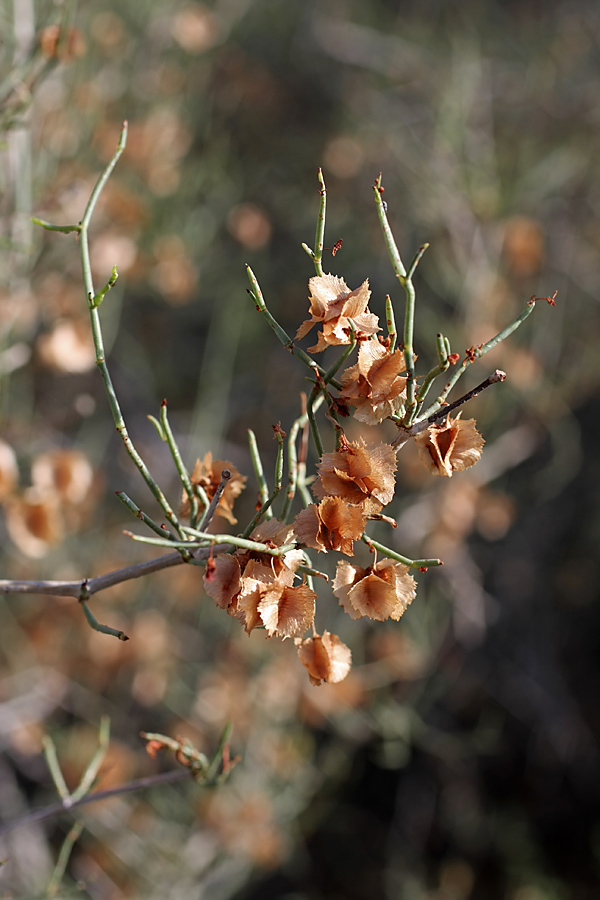 Изображение особи Calligonum leucocladum.