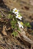 Anemone nemorosa