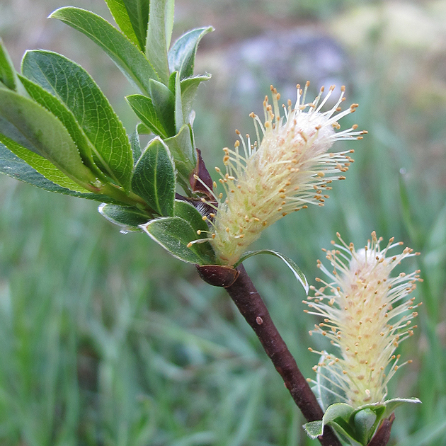 Image of Salix apoda specimen.