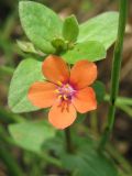 Anagallis arvensis