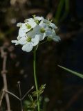 Cardamine dentata. Соцветие. Чувашия, окр. г. Шумерля, ст. Кумашка, болото возле ж.-д. насыпи. 18 мая 2013 г.