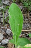 Aster bessarabicus. Лист. Крым, окр. Ялты, ущ. Уч-Кош, сосновый лес. 31 июля 2013 г.