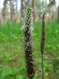 Plantago urvillei