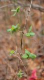 Lonicera etrusca. Побег с распускающейся листвой. Черноморское побережье Кавказа, окр. Новороссийска, близ мыса Шесхарис, пушистодубовый лес. 1 декабря 2013 г.