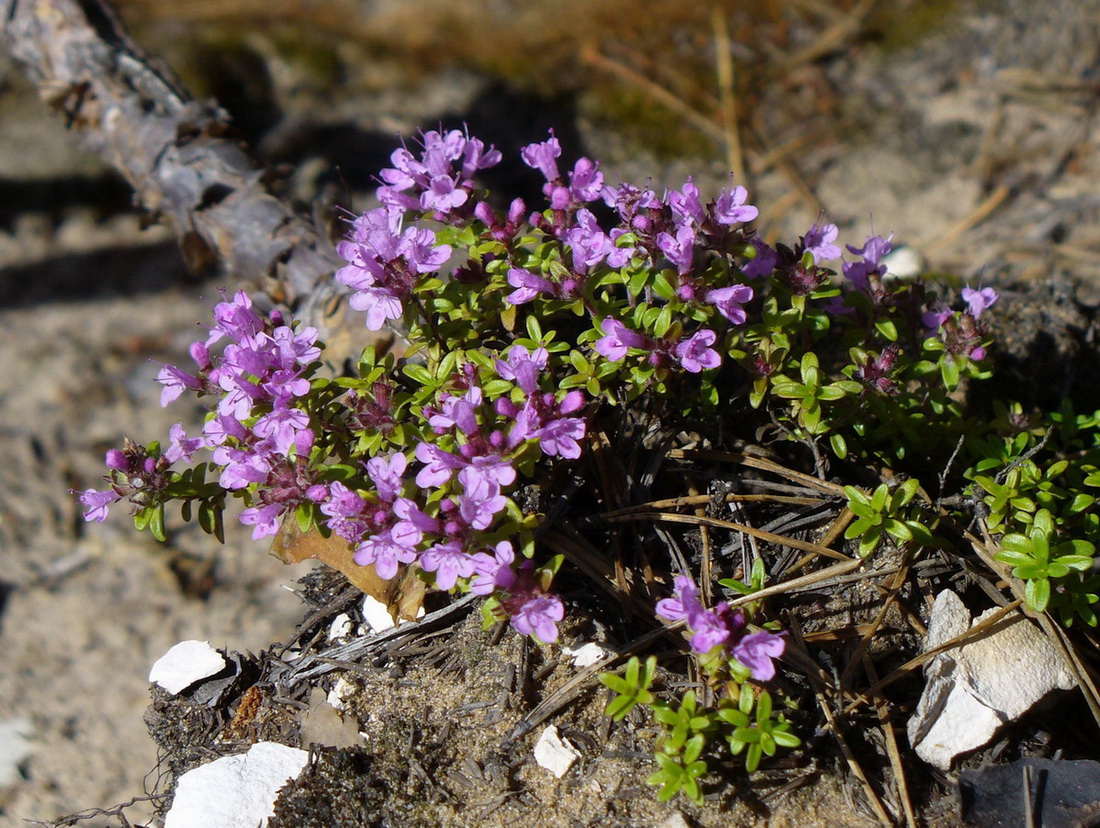 Изображение особи Thymus serpyllum.