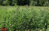 Cirsium incanum