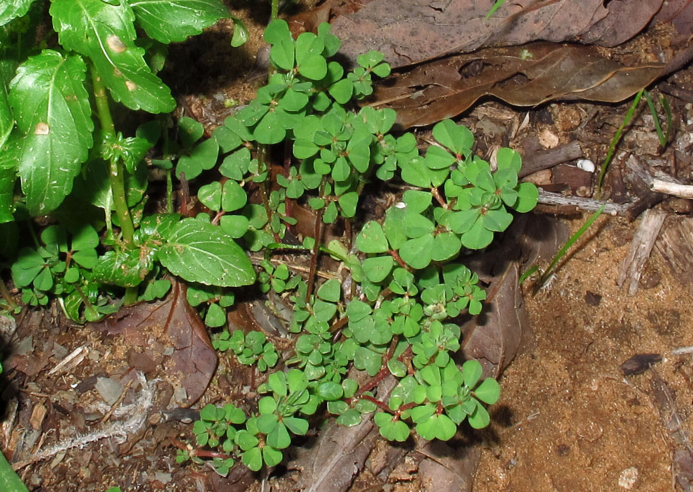 Изображение особи Lotus peregrinus.