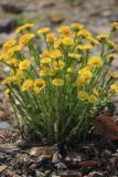 Tussilago farfara