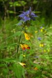 Melampyrum nemorosum