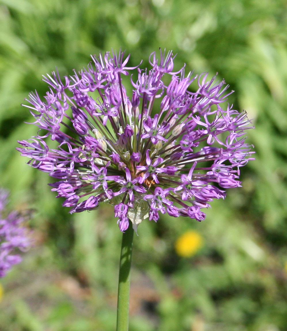 Изображение особи Allium rosenorum.