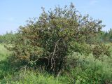 Crataegus sanguinea