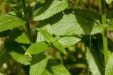 Nepeta nuda