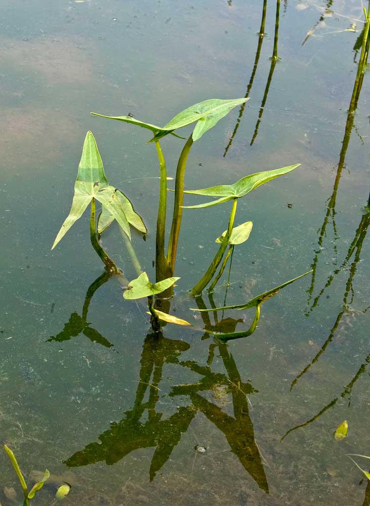 Изображение особи Sagittaria sagittifolia.