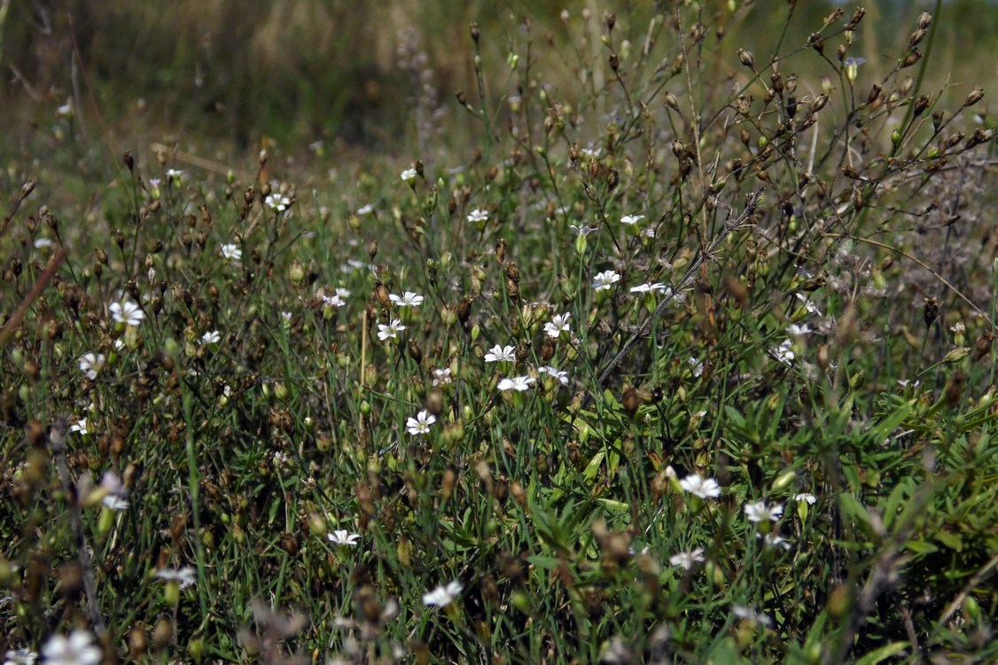 Изображение особи Psammophiliella muralis.