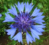 Centaurea cyanus