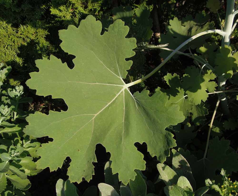 Изображение особи Macleaya microcarpa.