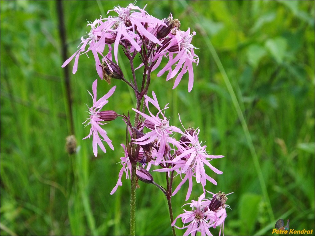 Изображение особи Coccyganthe flos-cuculi.