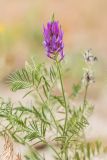 Astragalus onobrychis. Верхушка цветущего растения. Краснодарский край, окр. села Шабельское, коса Сазальникская, песчано-ракушечный берег. 18.06.2017.