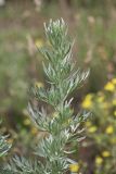 Artemisia absinthium