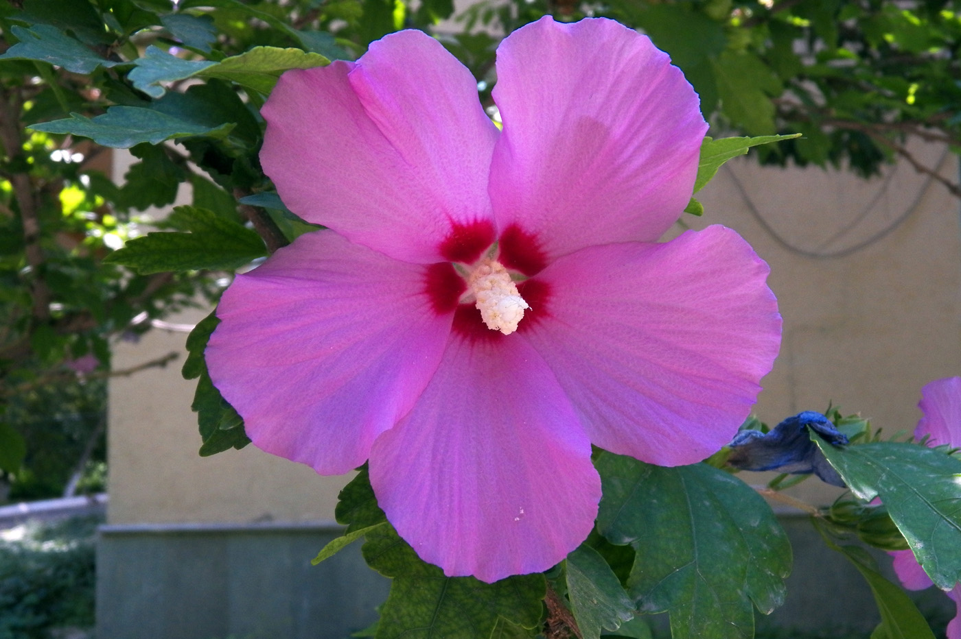 Изображение особи Hibiscus syriacus.