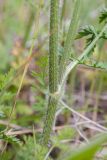 Daucus carota