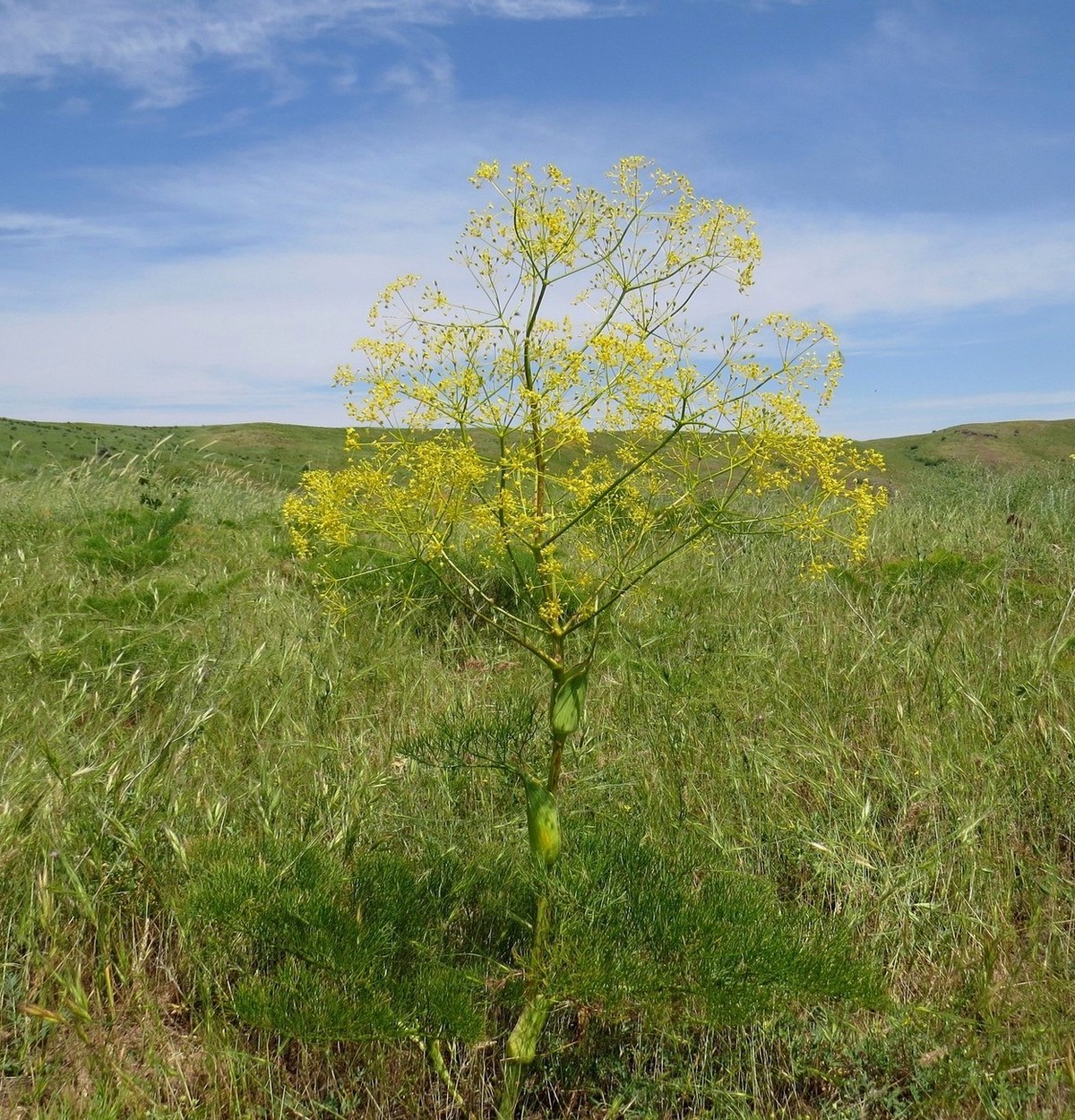 Изображение особи Ferula karatavica.