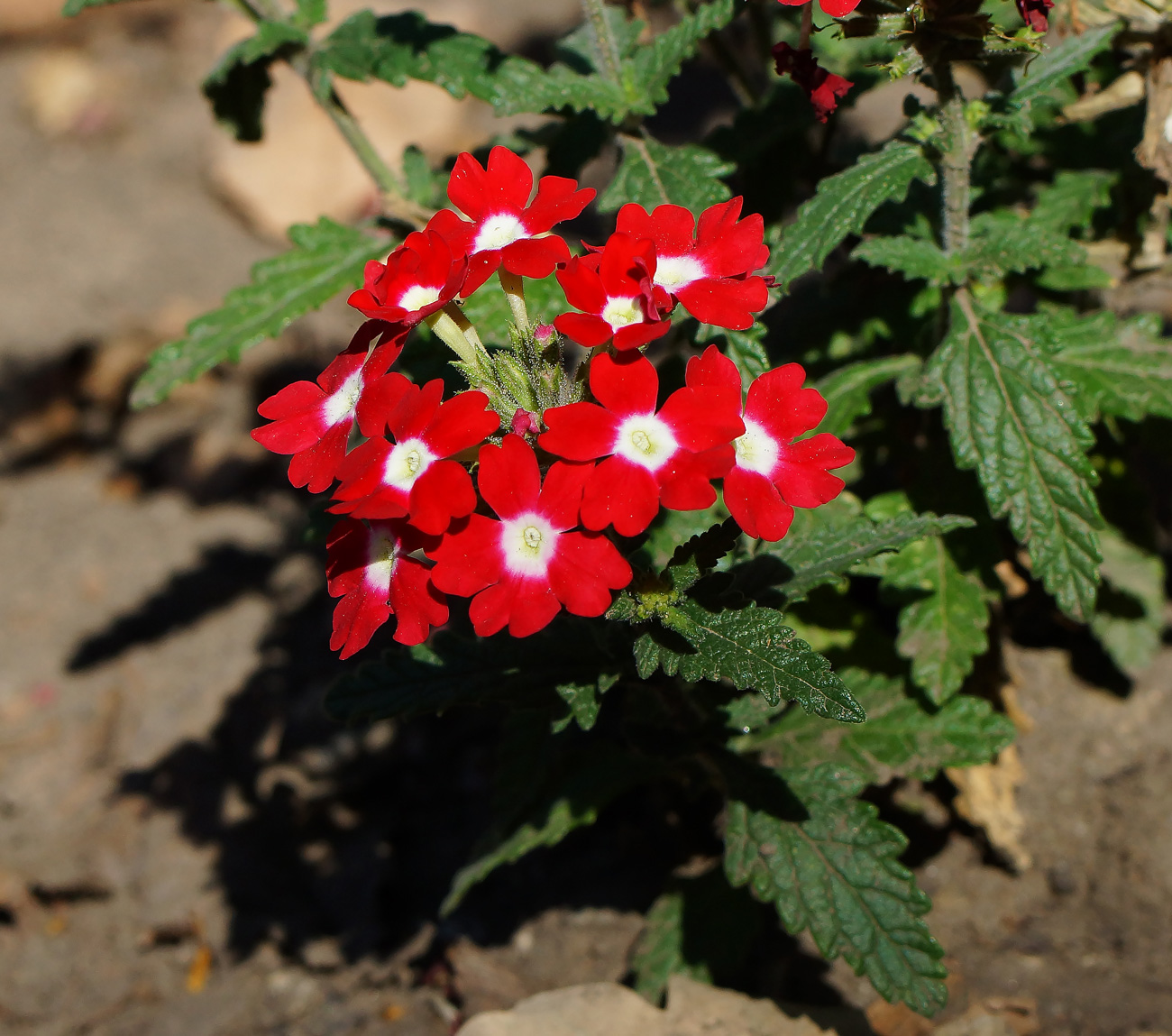 Изображение особи Glandularia &times; hybrida.