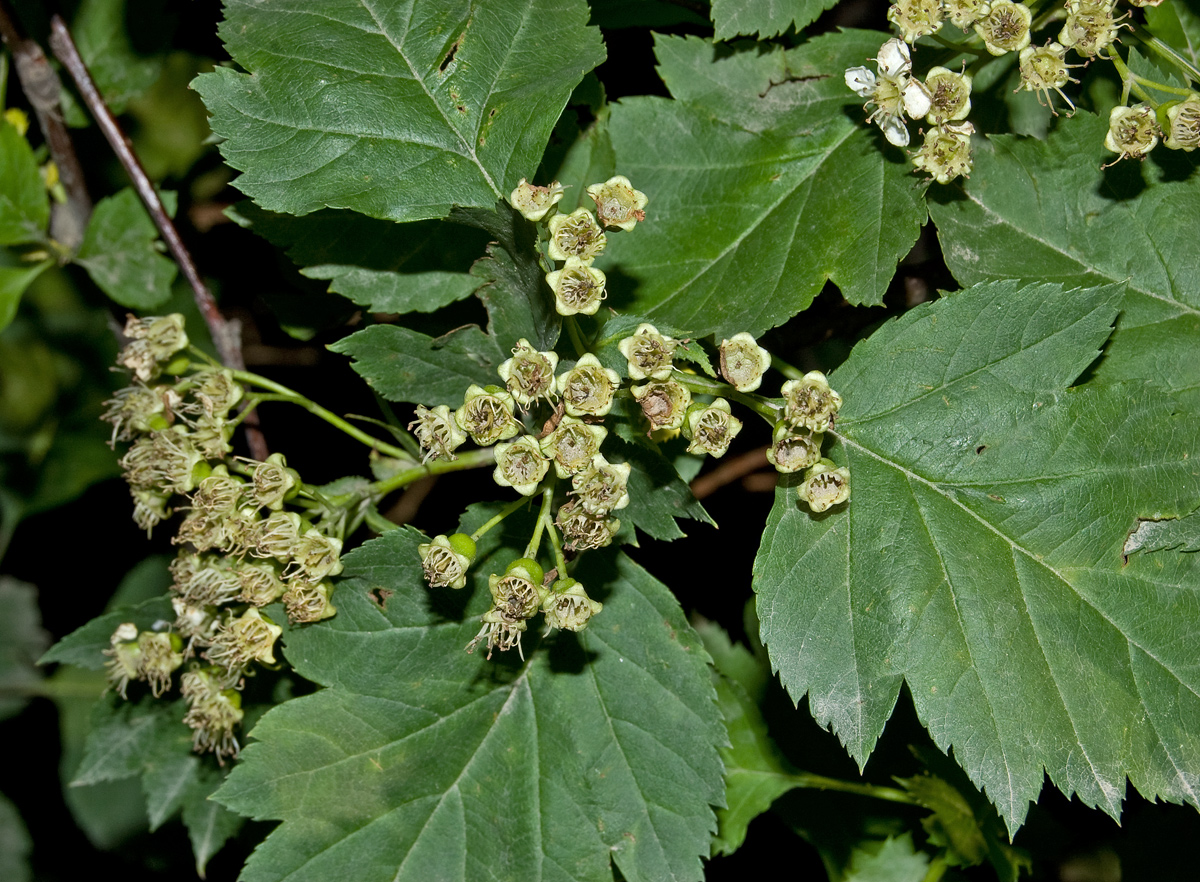 Изображение особи род Crataegus.