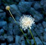 Cephalaria leucantha. Верхушки побегов с распустившимся и распускающимся соцветиями. Черногория, окр. г. Котор, \"Старая австрийская дорога\", горное разнотравье. Июль 2018 г.