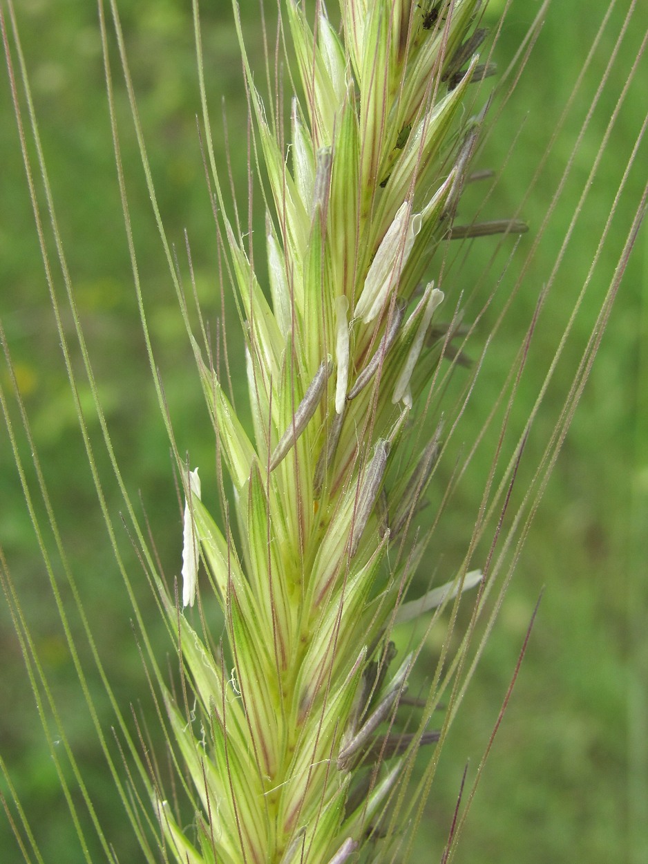 Изображение особи Hordeum bulbosum.