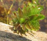 Elodea canadensis. Верхушка побега (растение частично изъято из воды). Архангельская обл., Вельский р-н, окр. пос. Усть-Шоноша, р. Вель. 02.07.2010.