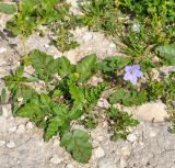 Erodium botrys