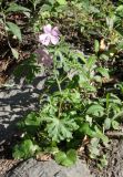 Malva moschata