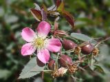 Rosa glauca. Цветок и созревающие плоды. Марий Эл, г. Йошкар-Ола, Центральный парк, в культуре. 21.06.2019.