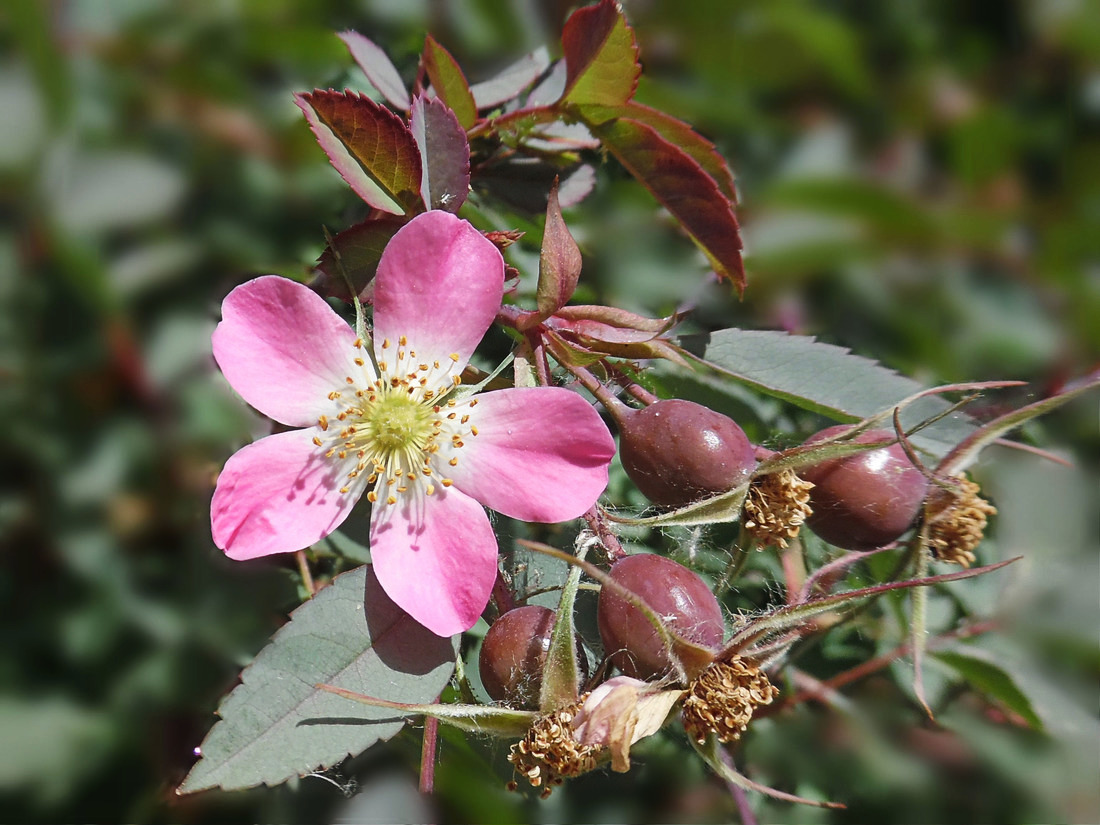 Изображение особи Rosa glauca.