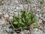 Plantago uliginosa