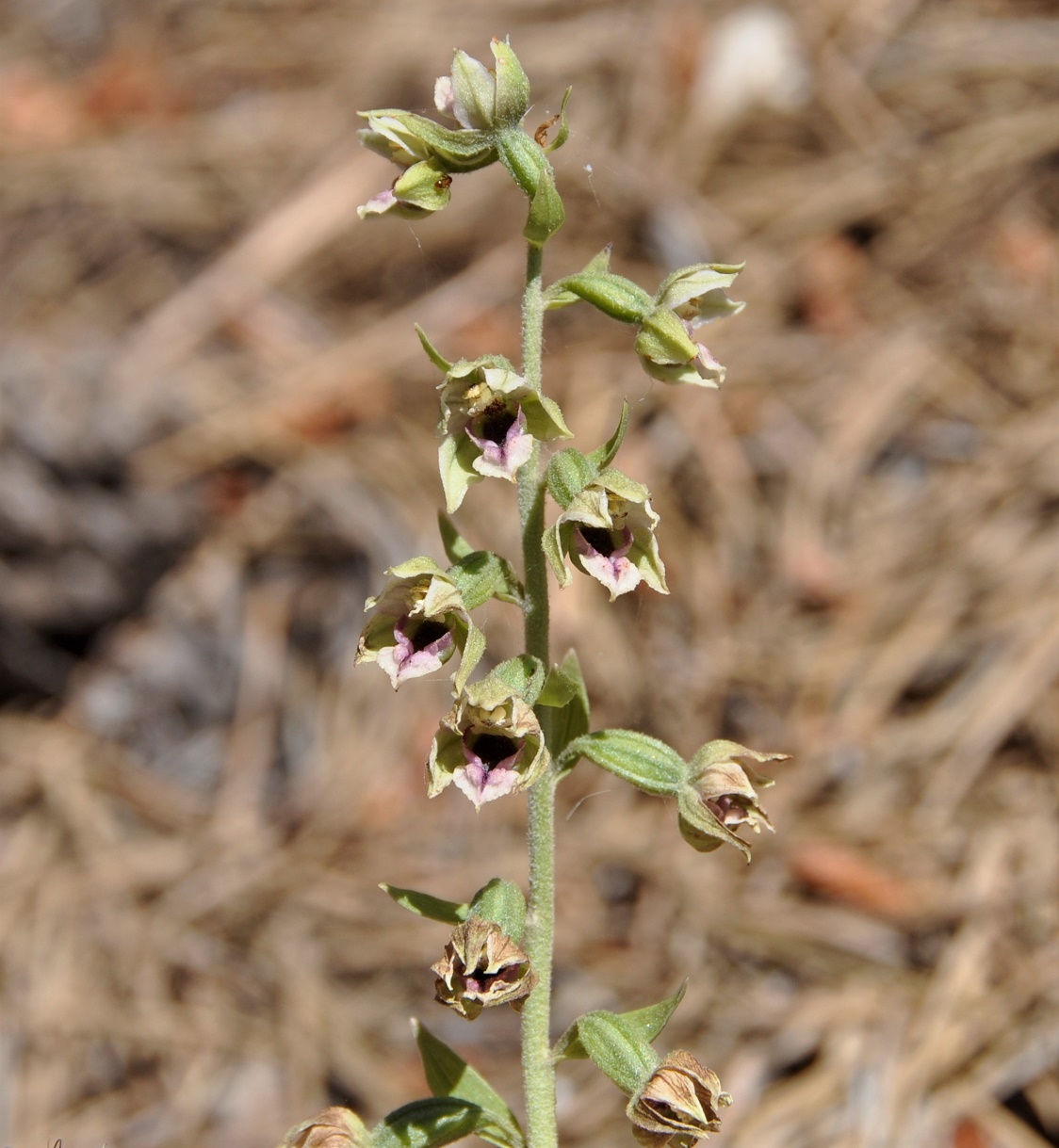 Изображение особи Epipactis condensata.