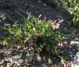 Polygala sibirica